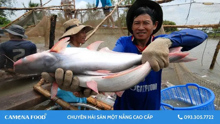 Phân Biệt Cá Bông Lau Và Cá Dứa: Đánh Giá Toàn Diện Từ Đặc Điểm Đến Món Ngon Phân Biệt Cá Bông Lau Và Cá Dứa: Đánh Giá Toàn Diện Từ Đặc Điểm Đến Món Ngon