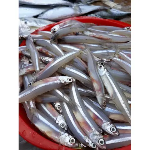 Cá Cơm Tiếng Anh Là Gì