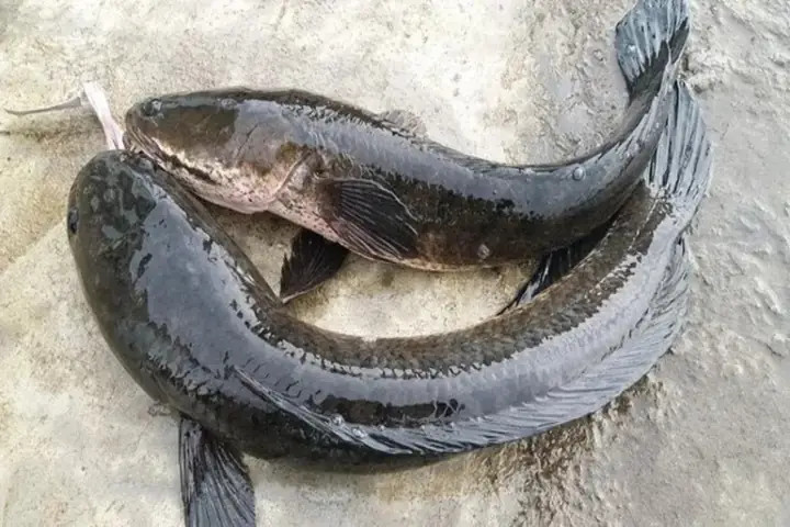 Cá Tràu Là Gì? Đặc Điểm, Dinh Dưỡng Và Cách Chế Biến Ngon Cá Tràu Là Gì? Đặc Điểm, Dinh Dưỡng Và Cách Chế Biến Ngon