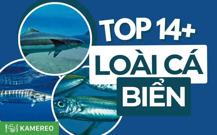 Top 14 Loại Cá Biển Ngon Nhất Ở Việt Nam