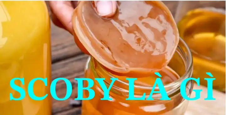 Cách Làm Con Giống Scoby Tại Nhà: Hướng Dẫn Chi Tiết Từ A Đến Z
