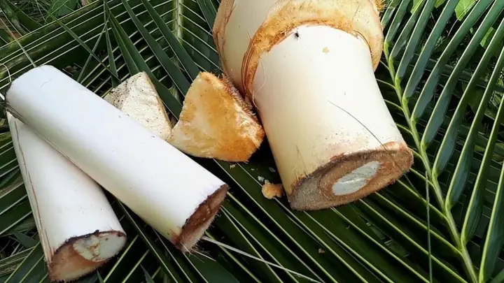 Cách Làm Củ Hủ Dừa Không Bị Đen: Bí Quyết Giữ Trắng Giòn Từ A-z Cách Làm Củ Hủ Dừa Không Bị Đen: Bí Quyết Giữ Trắng Giòn Từ A-z