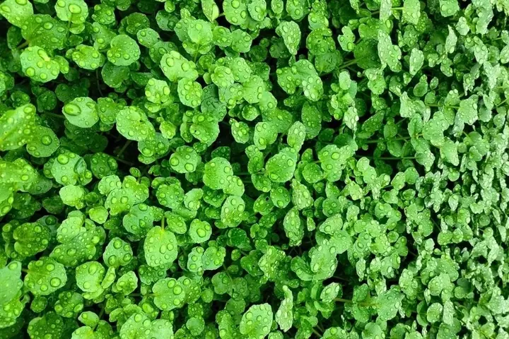 Cách Nhặt Rau Cải Xoong Chuẩn Sạch: Hướng Dẫn Từ A Đến Z