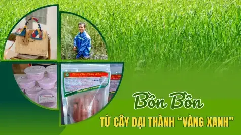 Cây Bồn Bồn Là Gì? Tổng Tất Tần Tật Từ Đặc Điểm Đến Công Dụng Cây Bồn Bồn Là Gì? Tổng Tất Tần Tật Từ Đặc Điểm Đến Công Dụng