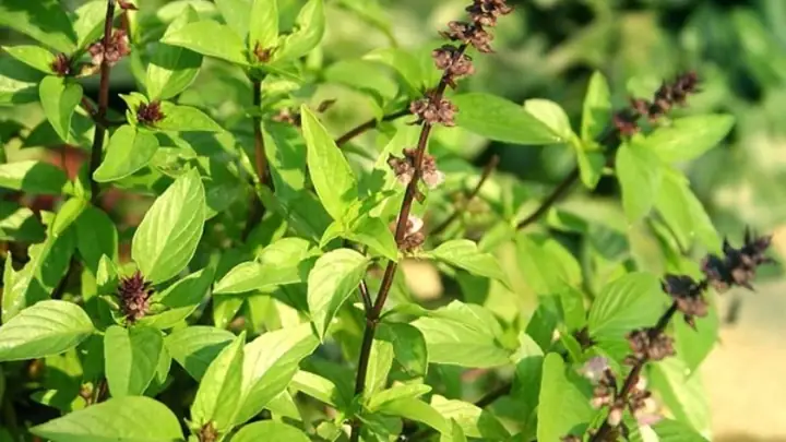Hạt É Làm Từ Cây Gì Hạt É Làm Từ Cây Gì