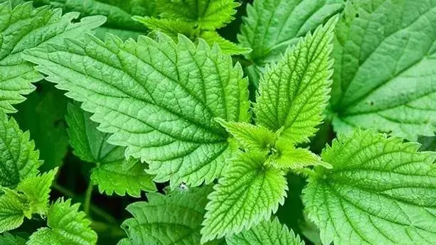 Cây Nàng Hai: Hướng Dẫn Chăm Sóc & Trang Trí Chi Tiết Từ A-z