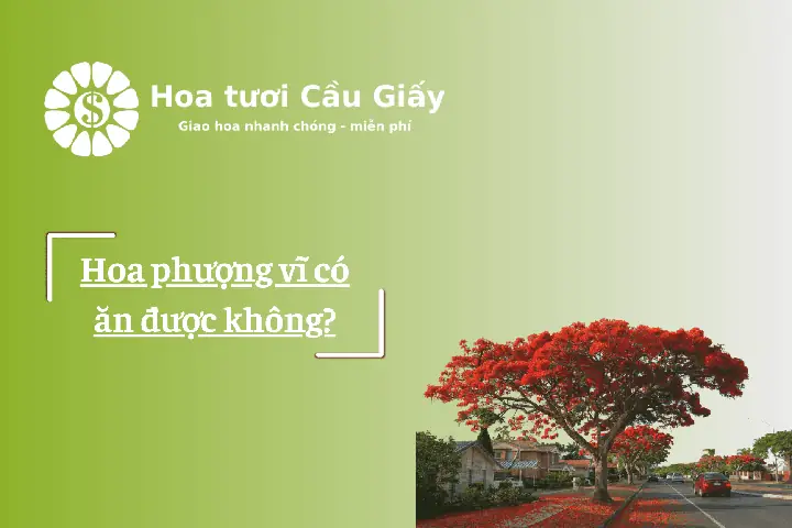 Hoa Phượng Ăn Được Không? Điều Bạn Cần Biết Để Tránh Ngộ Độc