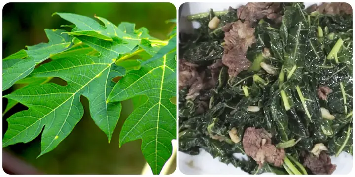 Lá Đu Đủ Xào Tỏi: Công Thức Chi Tiết Và Lợi Ích Sức Khỏe Khoa Học Lá Đu Đủ Xào Tỏi: Công Thức Chi Tiết Và Lợi Ích Sức Khỏe Khoa Học