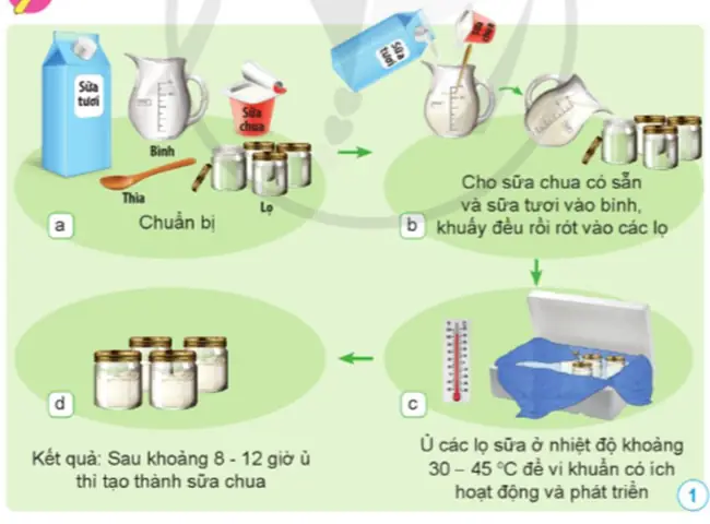 Quá Trình Làm Sữa Chua: Hướng Dẫn Chi Tiết Từ A Đến Z Quá Trình Làm Sữa Chua: Hướng Dẫn Chi Tiết Từ A Đến Z