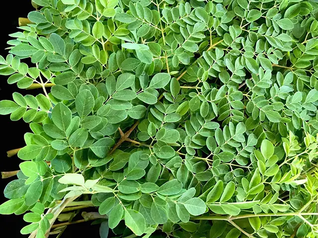 Rau Chùm Ngây Nấu Với Thịt Gà Rau Chùm Ngây Nấu Với Thịt Gà