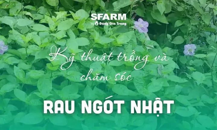 Rau Ngót Nhật Có Tác Dụng Gì? 6 Lợi Ích Sức Khỏe Khoa Học Và Hướng Dẫn Dùng An Toàn