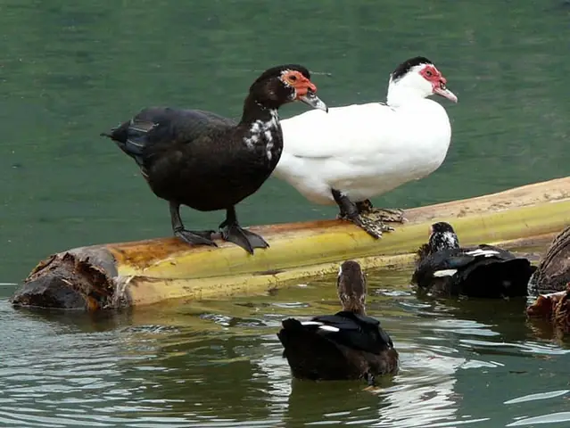 Vịt Xiêm Là Con Gì