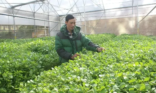 Hướng Dẫn Chi Tiết Trồng Xà Lách Xoong Thuỷ Canh Tại Nhà Hướng Dẫn Chi Tiết Trồng Xà Lách Xoong Thuỷ Canh Tại Nhà