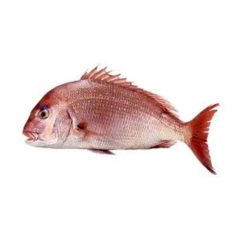 Cá Bánh Đường Là Gì? Tất Tần Tật Từ Đặc Điểm Đến Bí Quyết Nấu Ăn