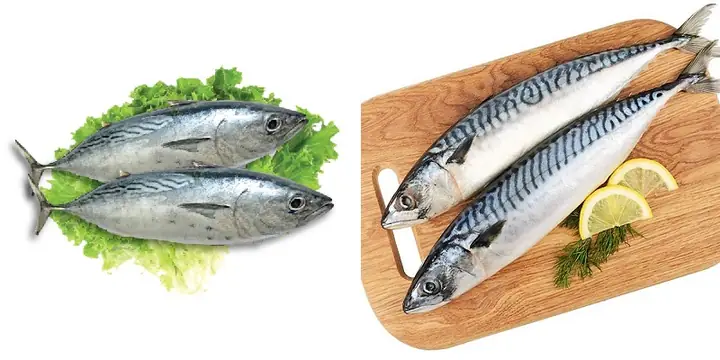 Cá Thu Và Cá Ngừ Cá Thu Và Cá Ngừ