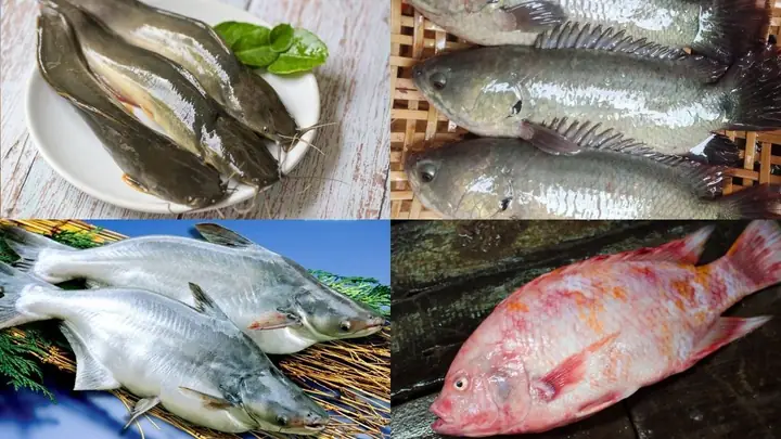 Các Loại Cá Dùng Để Nấu Lẩu