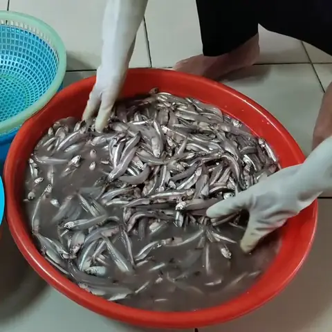 Cách Muối Nước Mắm Cá Cơm Cách Muối Nước Mắm Cá Cơm