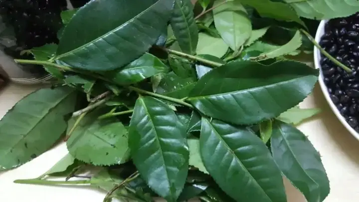 Cách Nấu Lá Trà Xanh Tươi Chuẩn Vị: Hướng Dẫn Chi Tiết Từ A Đến Z Cách Nấu Lá Trà Xanh Tươi Chuẩn Vị: Hướng Dẫn Chi Tiết Từ A Đến Z