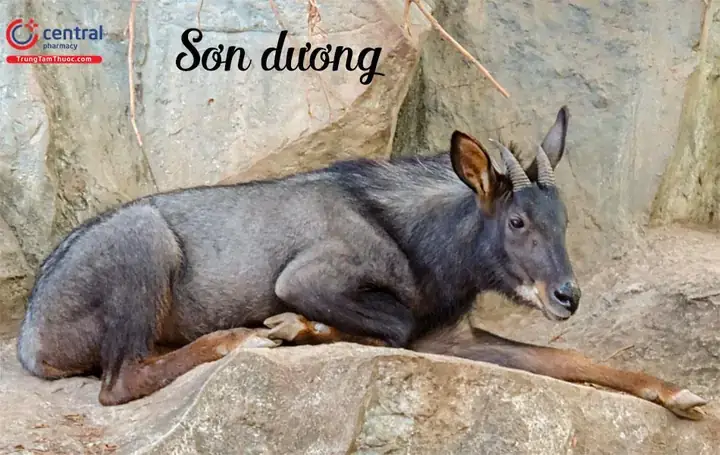 Cách Nấu Thịt Sơn Dương Thơm Ngon, Bỏ Mùi Hôi Chuẩn Vị Tại Nhà