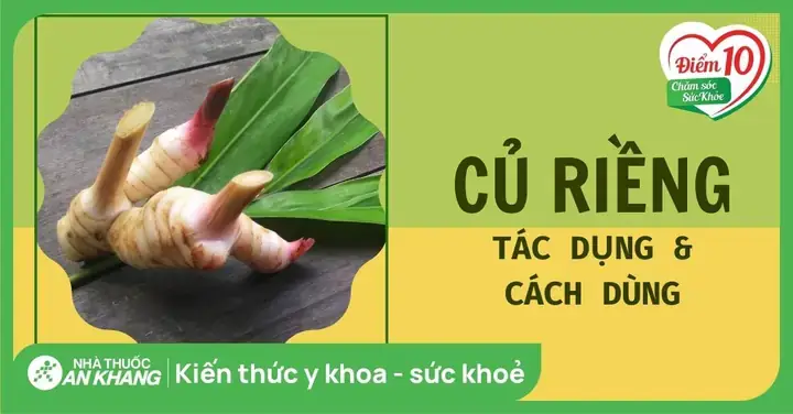 Củ Riềng Và Lá Lốt Củ Riềng Và Lá Lốt