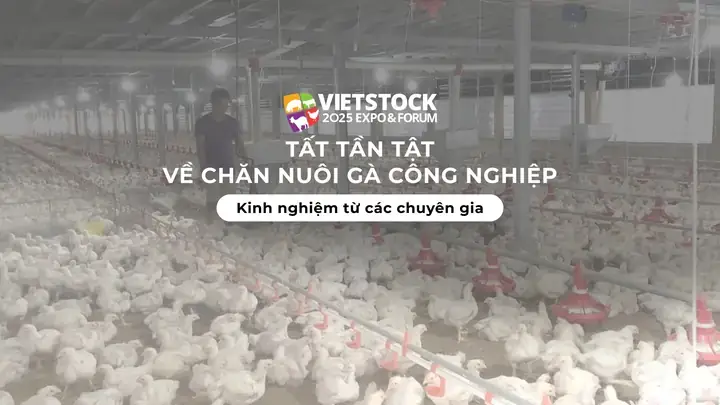 Gà Công Nghiệp Ro Piece Gà Công Nghiệp Ro Piece
