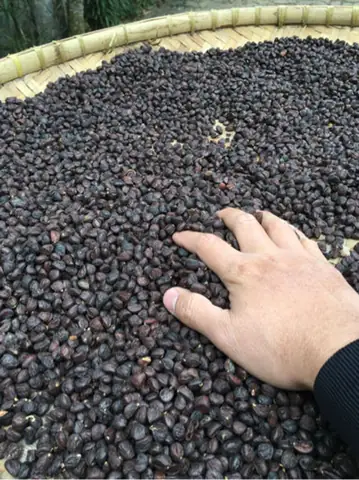 Hạt Dổi Và Mắc Khén: Đánh Giá Chi Tiết Hai Gia Vị Vàng Tây Bắc Hạt Dổi Và Mắc Khén: Đánh Giá Chi Tiết Hai Gia Vị Vàng Tây Bắc