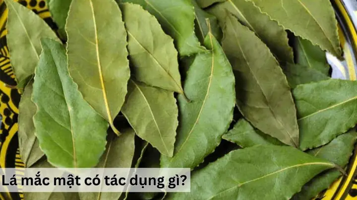Lá Mắc Mật: Tác Dụng Vàng Cho Sức Khỏe Và Ẩm Thực Lá Mắc Mật: Tác Dụng Vàng Cho Sức Khỏe Và Ẩm Thực