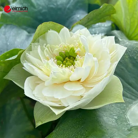 Làm Gì Với Cánh Hoa Sen